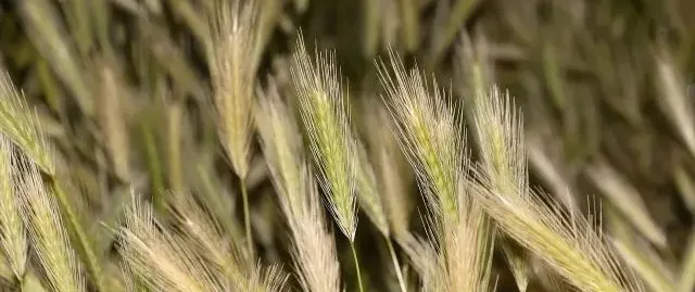 épillets-recadre.webp
