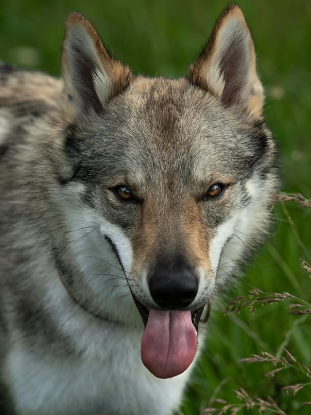 Azaghäl
