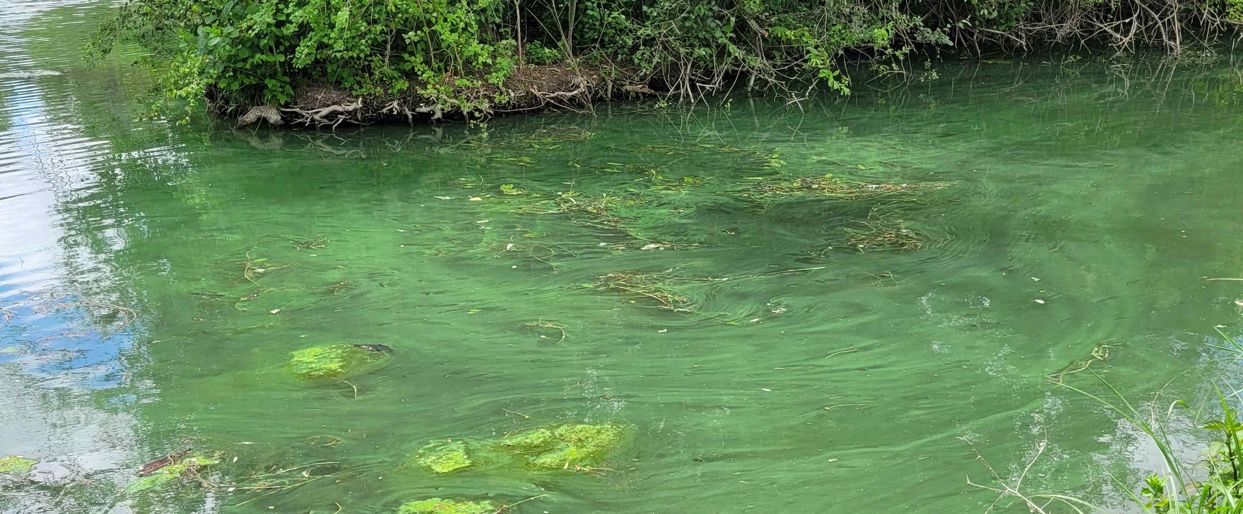 Presence-importante-de-cyanobacteries-dans-plusieurs-cours-d-eau-et-plans-d-eau-de-la-Charente-recadre.jpg