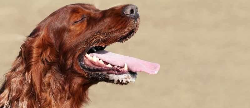 Aout_2021_-_chien_respire_vite-recadre.jpg